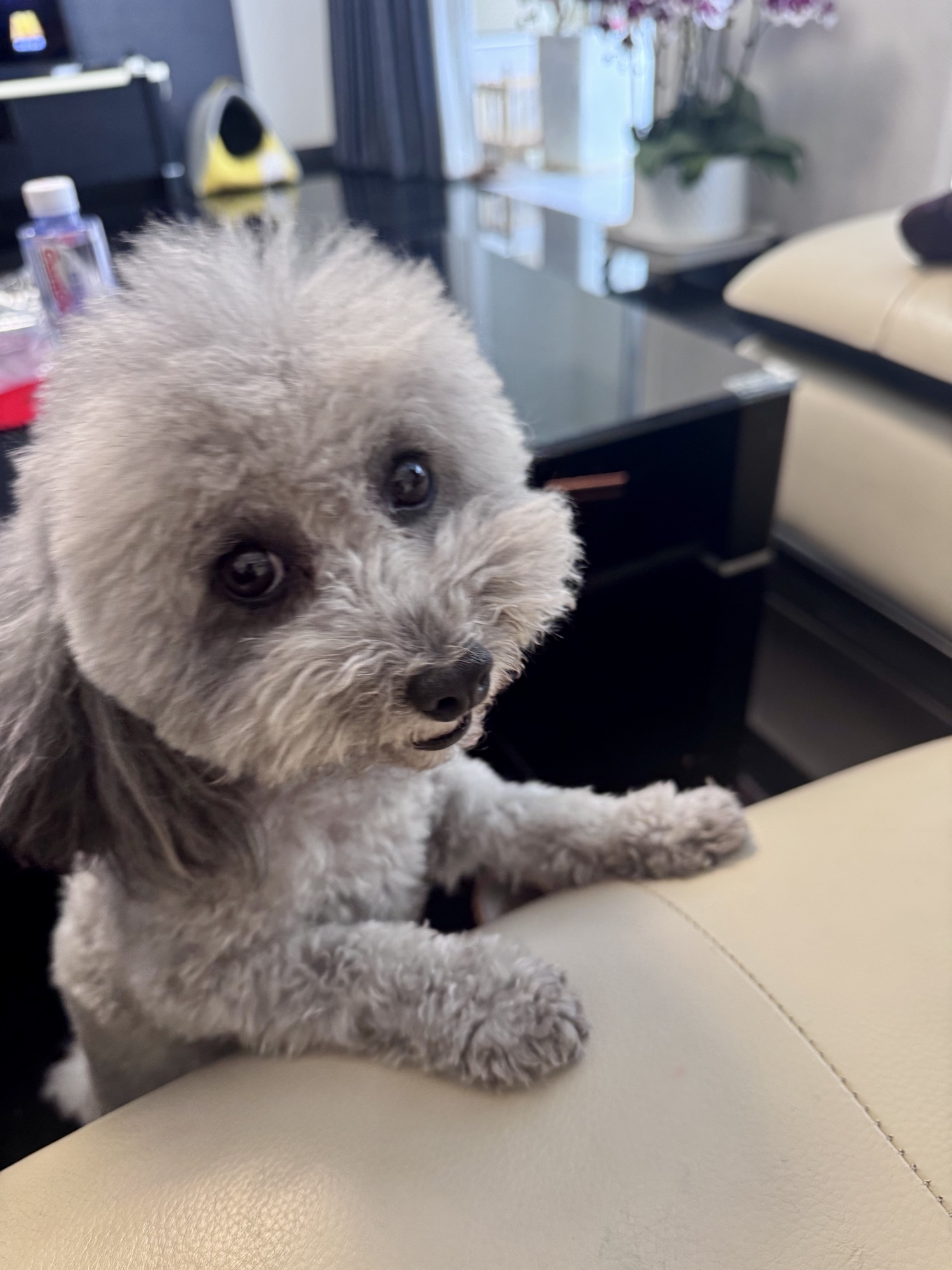 A photo of Tedo, a grey toy poodle, resting his paws on the sofa